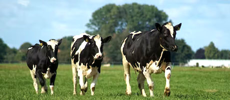 西部牧业：打造安全放心的乳制品产业链