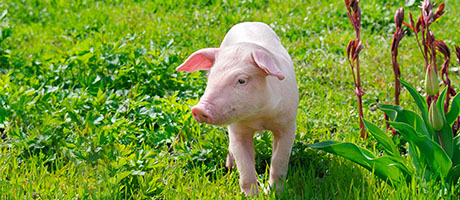 唐人神：现代农业产业链用数字化创造价值